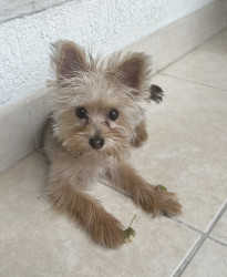 Yorkshire Dog for sale