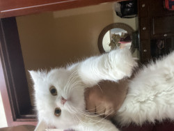 Persian cat