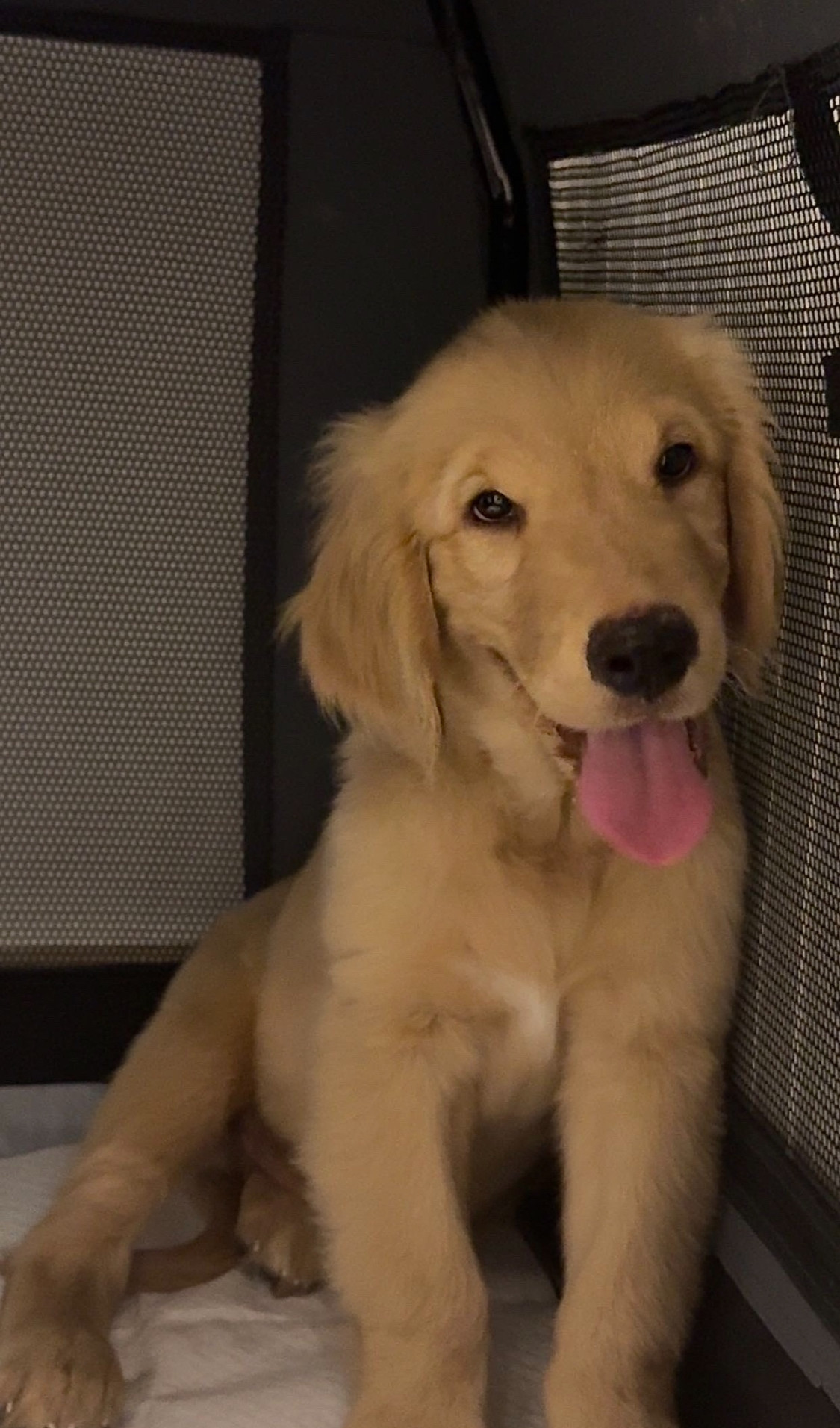 pure golden retriever puppy