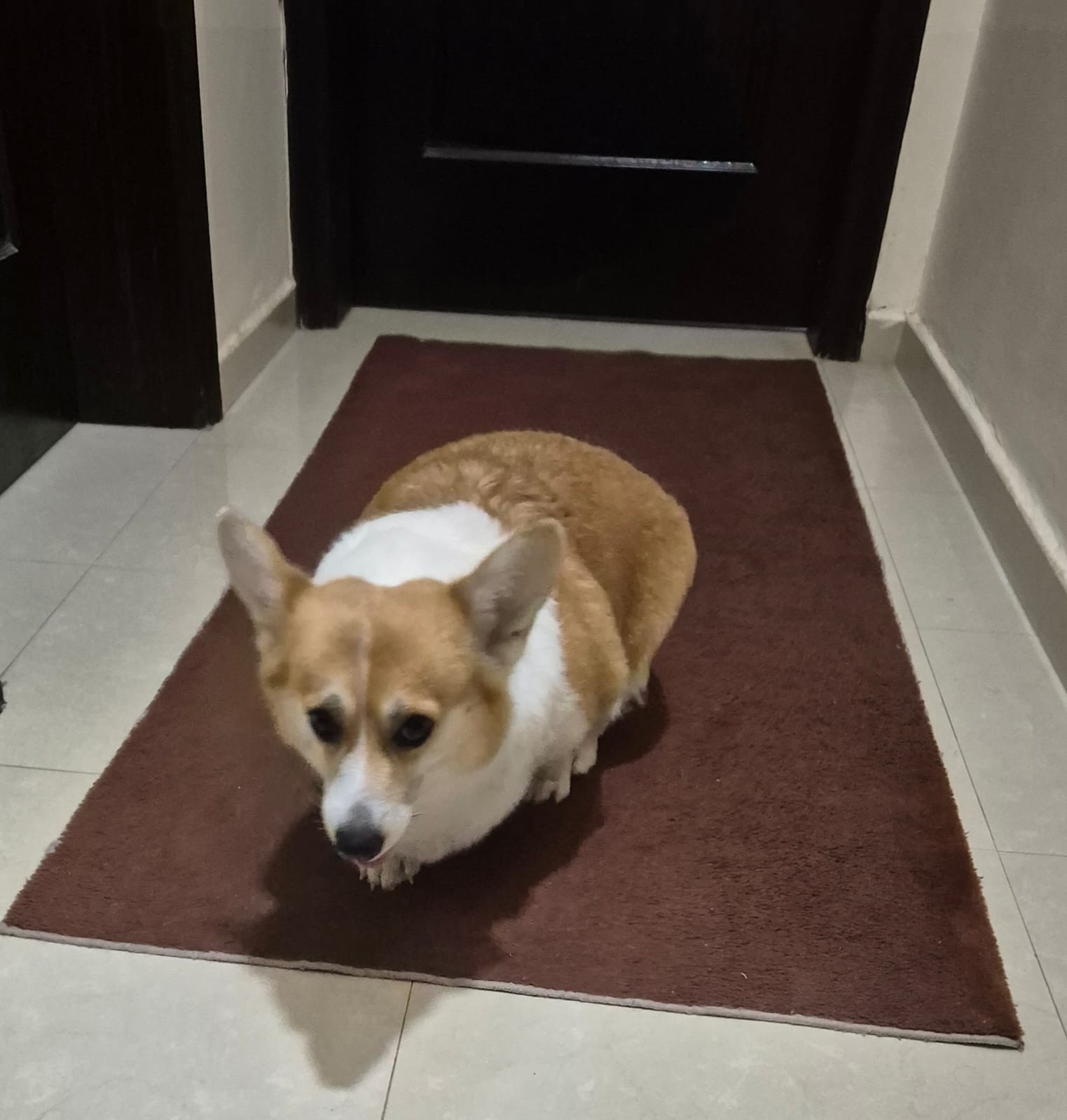 Welsh Corgi (female) - 1.5 years old