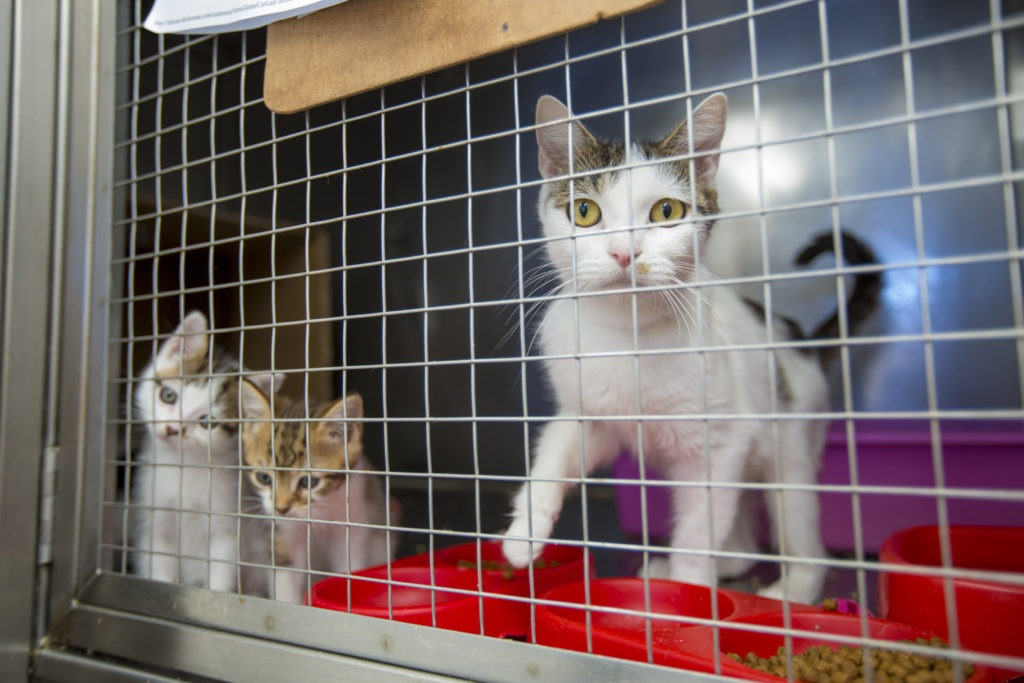 Looking to Adopt a Loving Cat in Dubai – Ready to Give a Forever Home