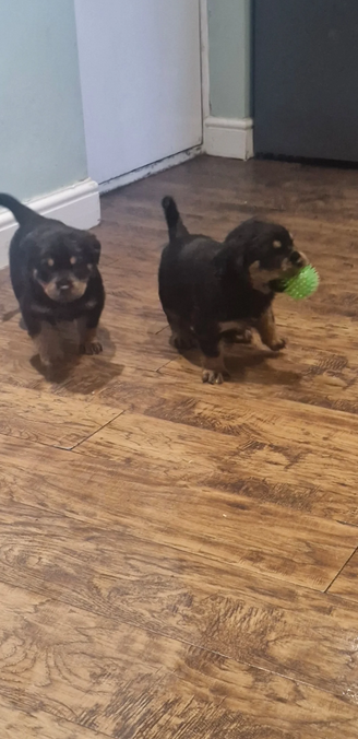 Champion bloodline Rottweiler Puppies-pic_1