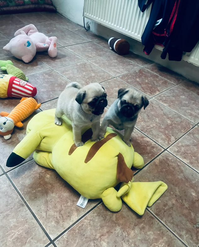Two Amazing pug puppies