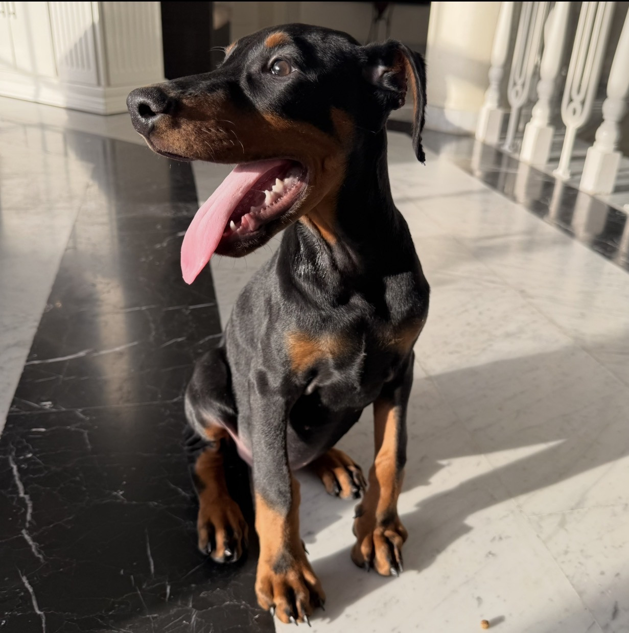 Male Doberman - 2.5 months - Vaccinated-image